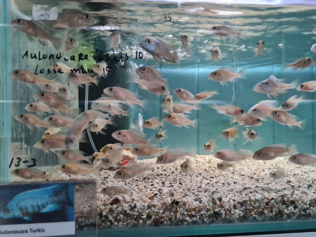 Aulonocara Turkis Malawi Cichliden