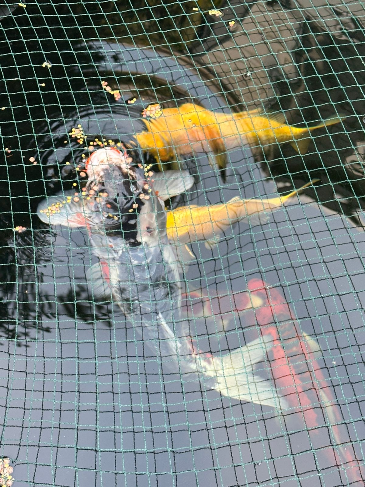 Japanse koikarpers 7 stuks, Dieren en Toebehoren, Karper of Koi