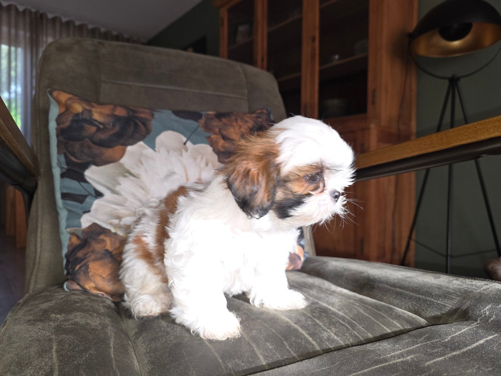 Boomer pups 2x reutje shih tzu x boomer, Dieren en Toebehoren, Honden | Chihuahua's en Gezelschapshonden, Parvo, 8 tot 15 weken