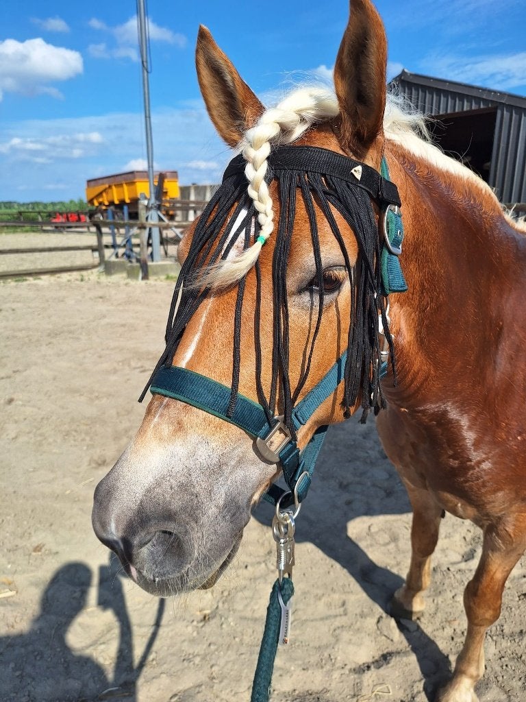 Zomerse halsterset maat cob, Dieren en Toebehoren, Ophalen of Verzenden, Gebruikt, Overige soorten