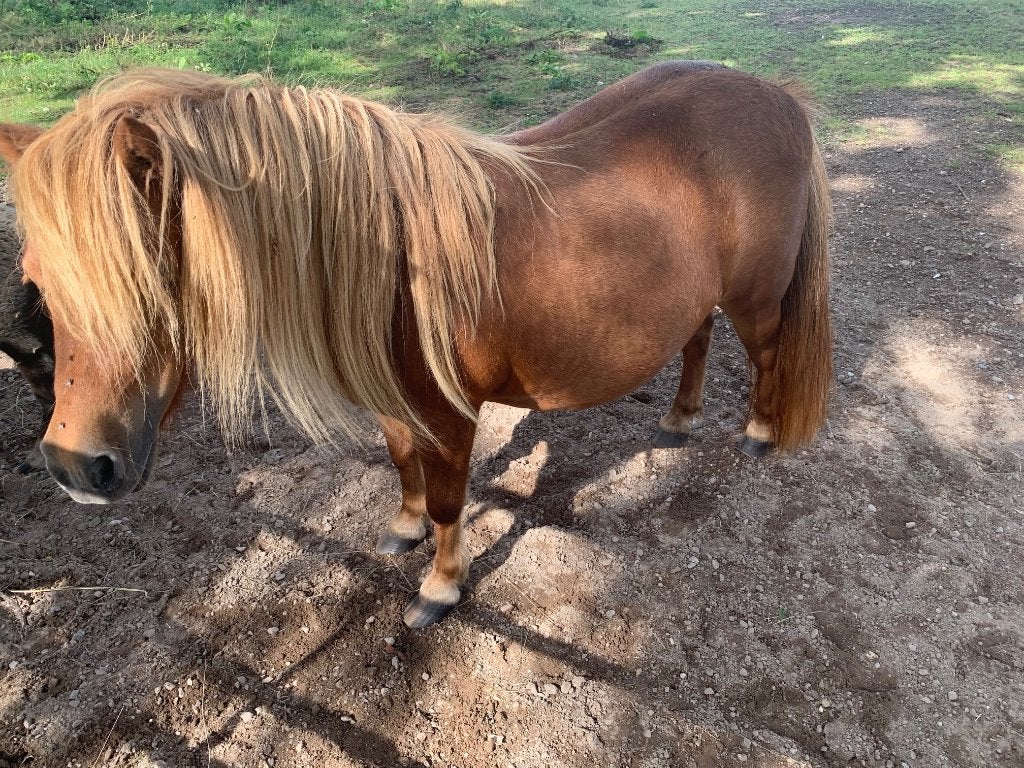 Mini shetlandpony NSPS, Merrie, A pony (tot 1.17m), Met stamboom, 7 tot 10 jaar