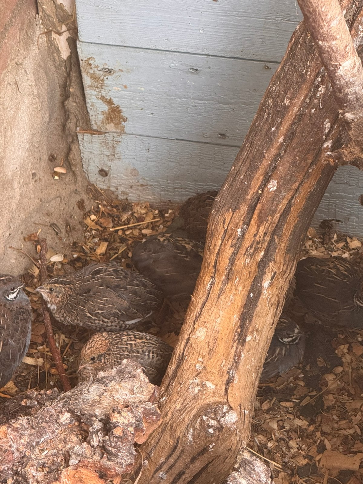 Kwartels, Meerdere dieren, Tropenvogel, Geringd