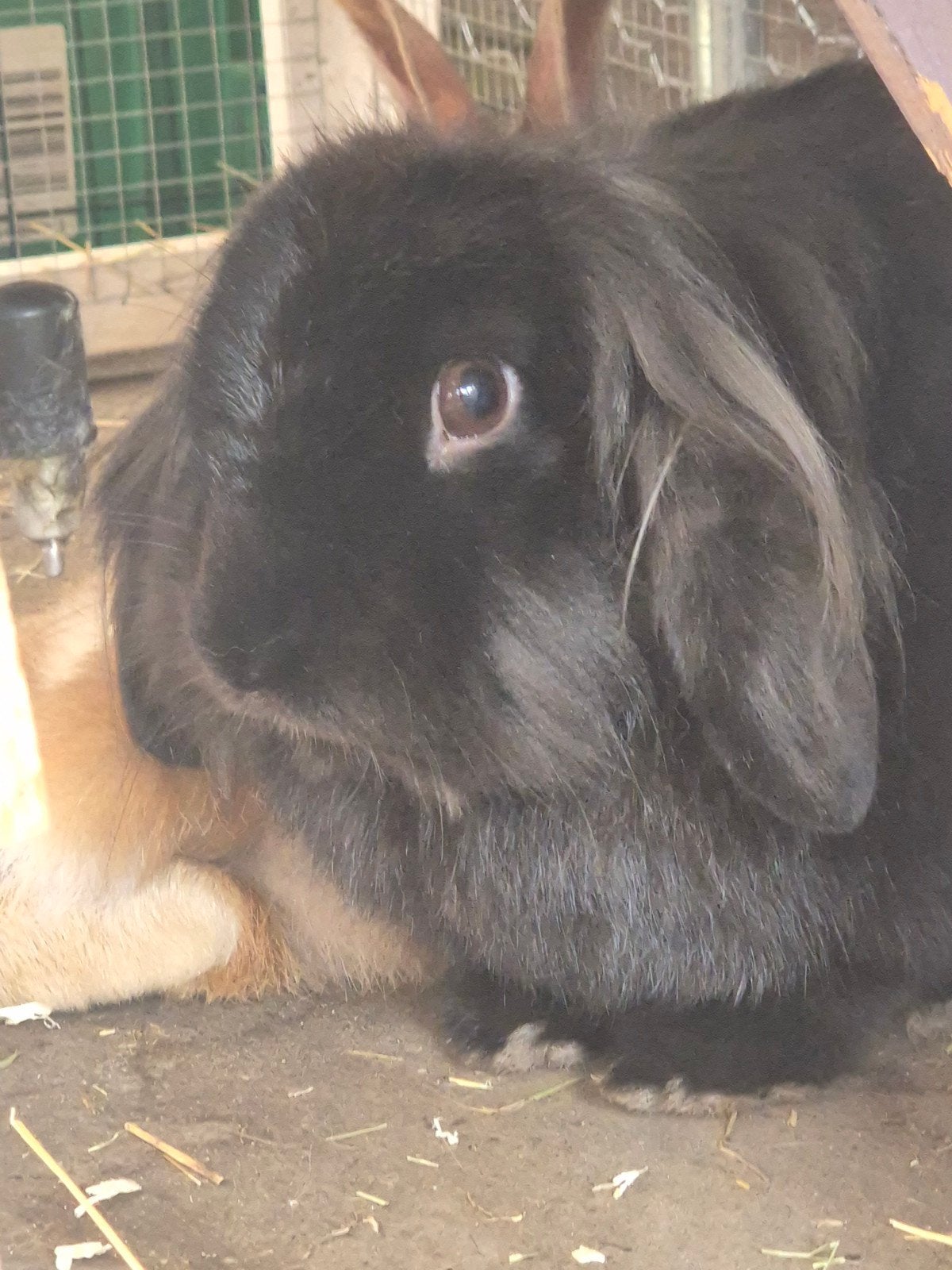 Koppel konijntjes. Goed huisje is het belangrijkste, Dieren en Toebehoren, Konijnen, Meerdere dieren, Groot