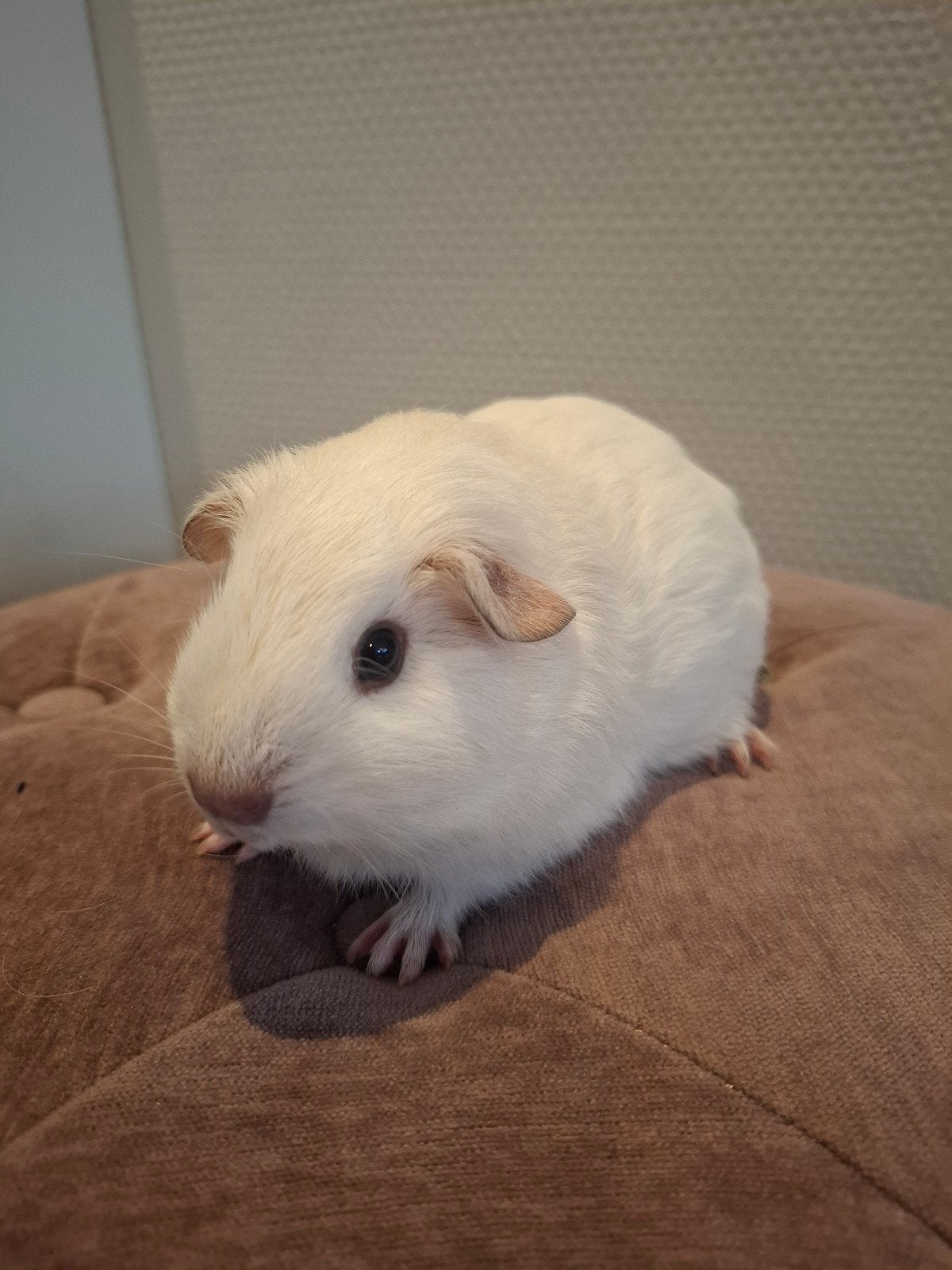 Cavia zeugje prachtig effen wit 4.5 week oud., Cavia, Vrouwelijk, Mei, Tam