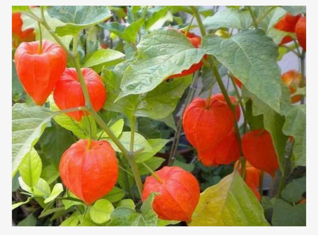 Stekken van Oranje lampionnenplant (Physalis alkekengi), Tuin en Terras, Overige soorten, Vaste plant, Ophalen of Verzenden, Halfschaduw