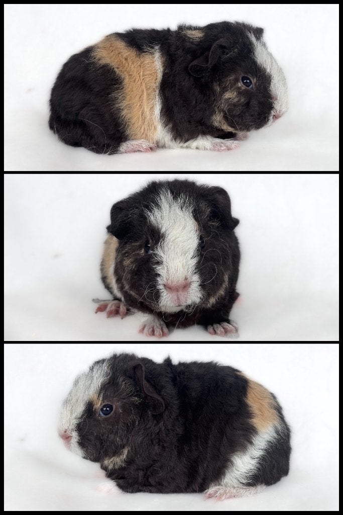 Diverse Cavia's beschikbaar Caviastal v.d Laan, Cavia, April, Meerdere dieren, Tam