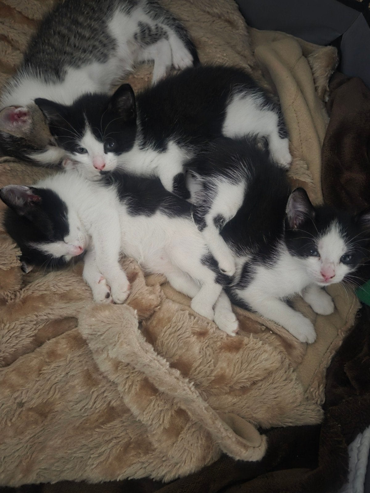 Lieve kittens, Meerdere dieren, Kortharig, 0 tot 2 jaar