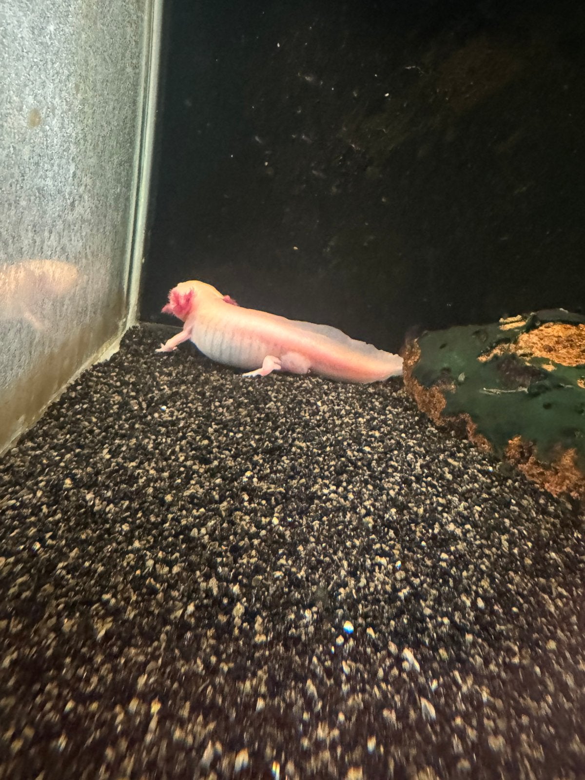 Albino axolotl man, Dieren en Toebehoren, Amfibie, 0 tot 2 jaar