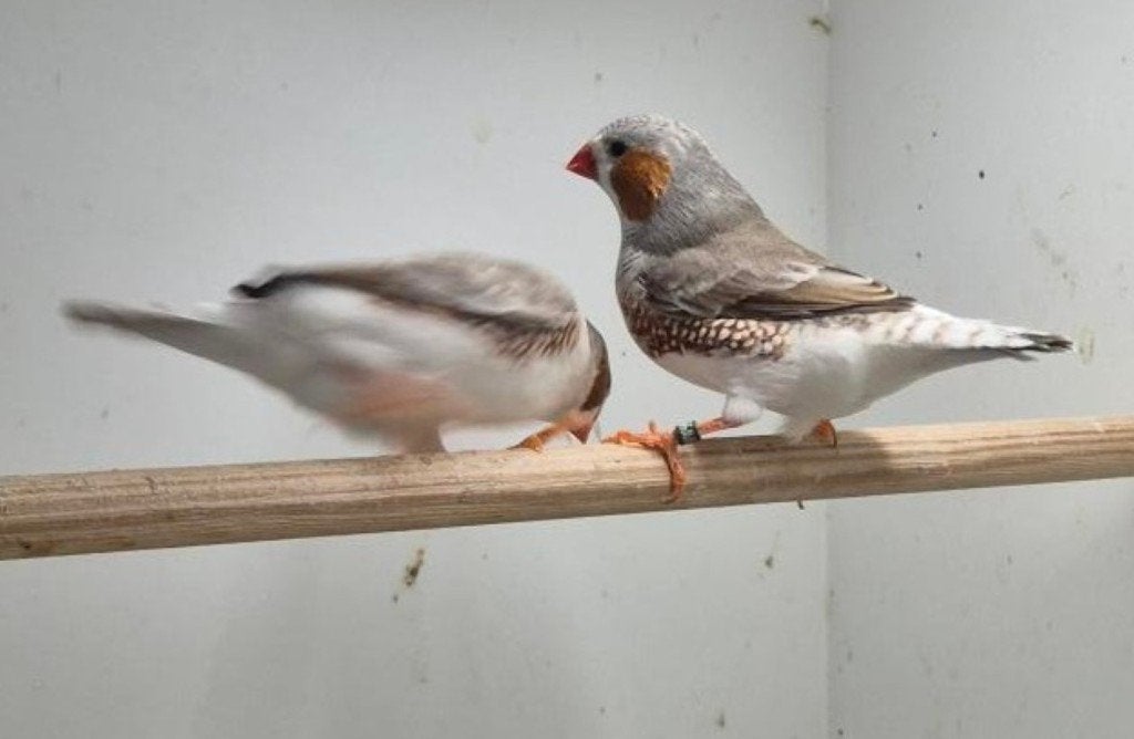 te koop zebravinken, Mannelijk, Tropenvogel, Geringd