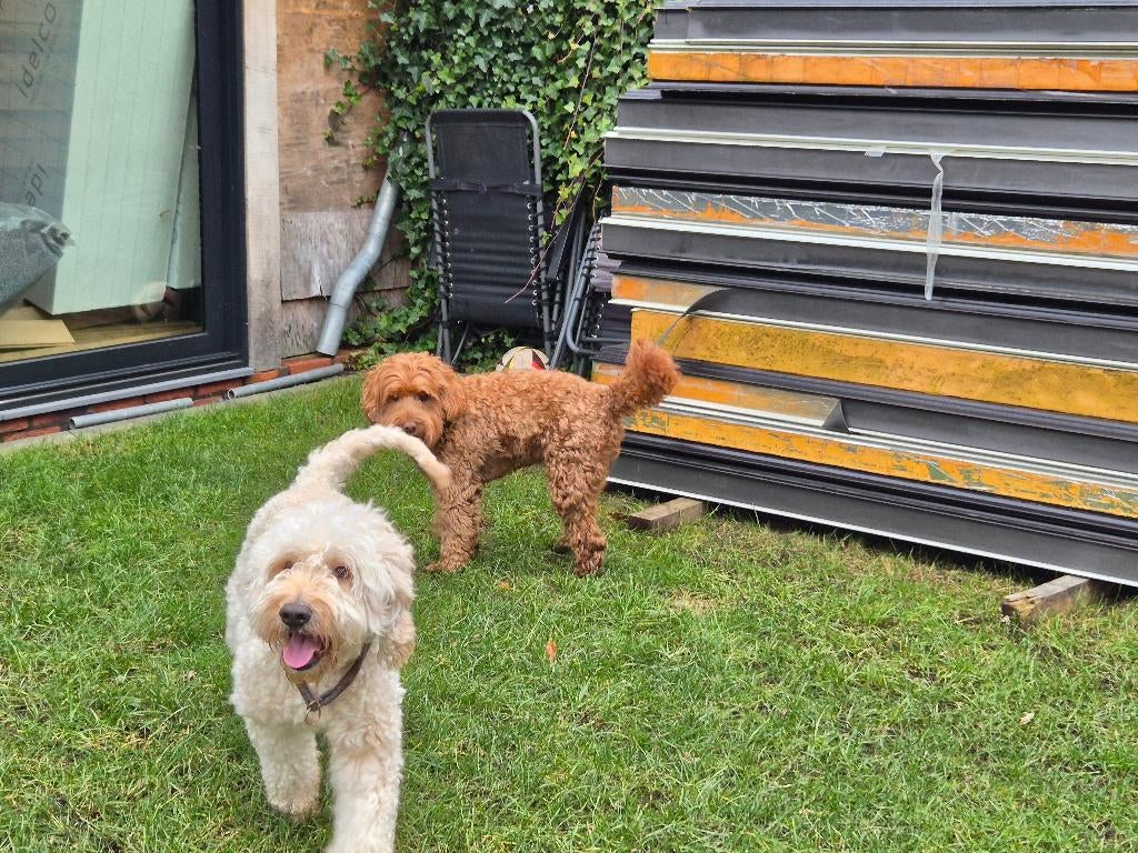 Medium Australian labradoodle puppys + stamboom achtergrond, Dieren en Toebehoren, Honden | Niet-rashonden, 8 tot 15 weken, Meerdere