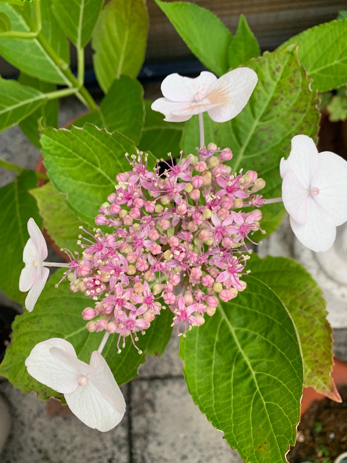 Hortensia ‘Hydrangea Serrata’ - bloeit roze/wit, Tuin en Terras, Vaste plant, Halfschaduw, Zomer, Ophalen