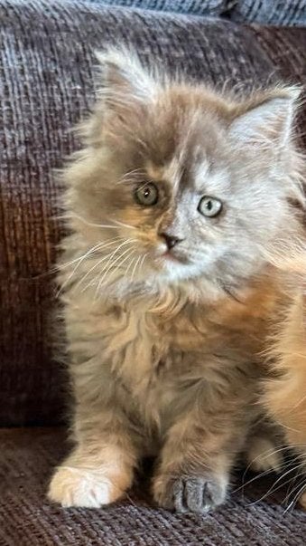 Prachtige Maine Coon kittens! Mainecoon/maincoon poesjes!!, Meerdere dieren, Ontwormd, 0 tot 2 jaar