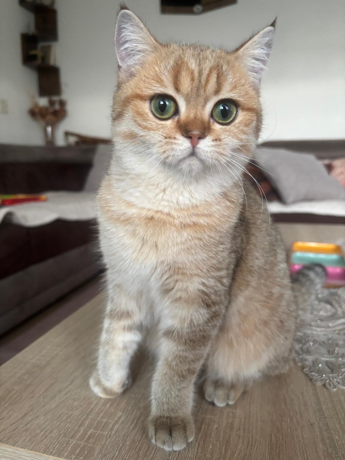 Een mooie Britse Korthaar Poes!, Poes, Kortharig