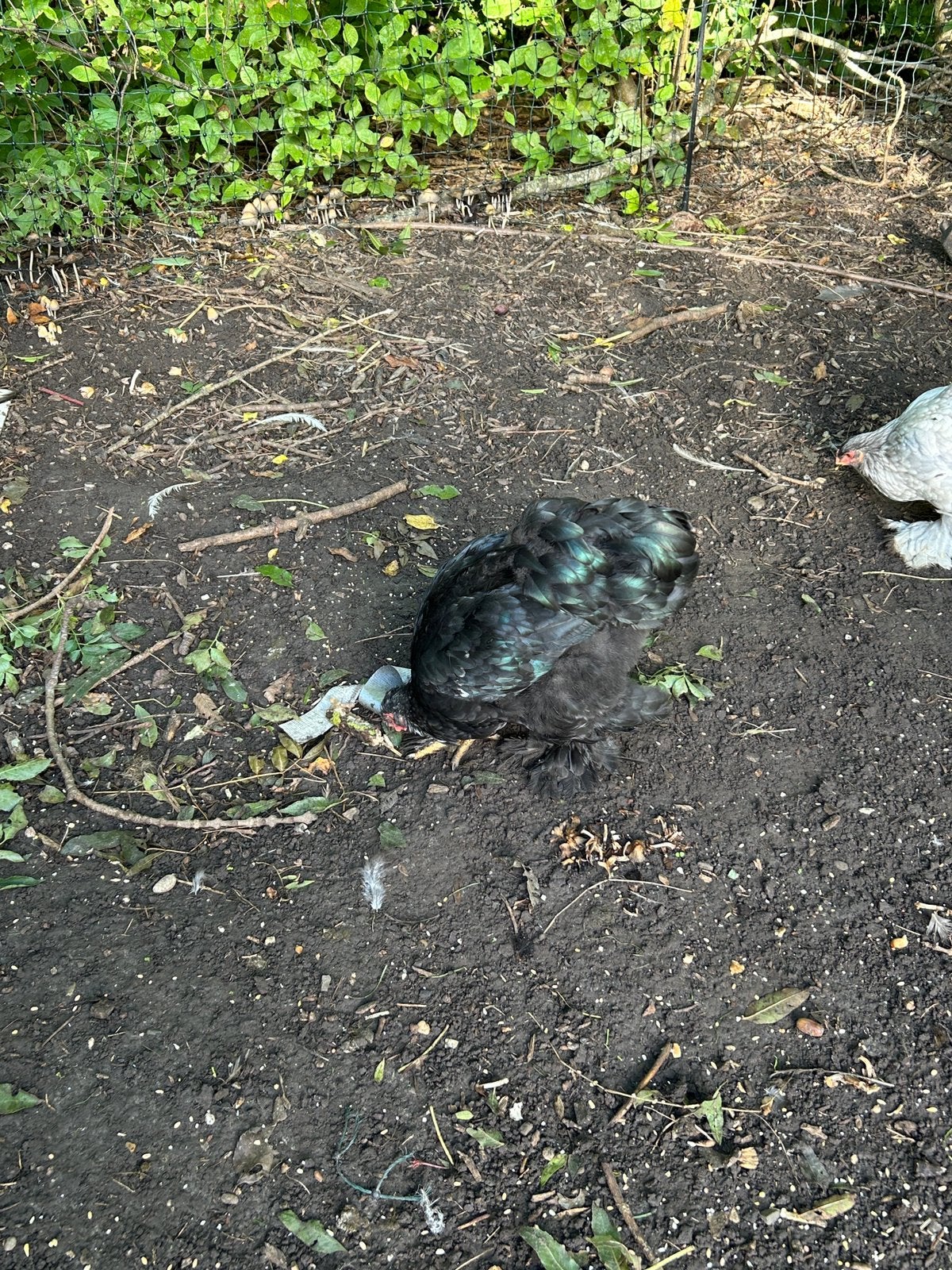 Jonge brahma hanen, Dieren en Toebehoren, Meerdere dieren, Kip