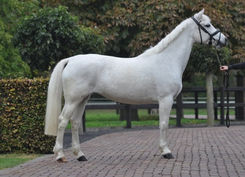 topbrave 10 jarige Connemara D pony, Merrie, Dressuurpony, 3 tot 6 jaar, D pony (1.37m tot 1.48m)