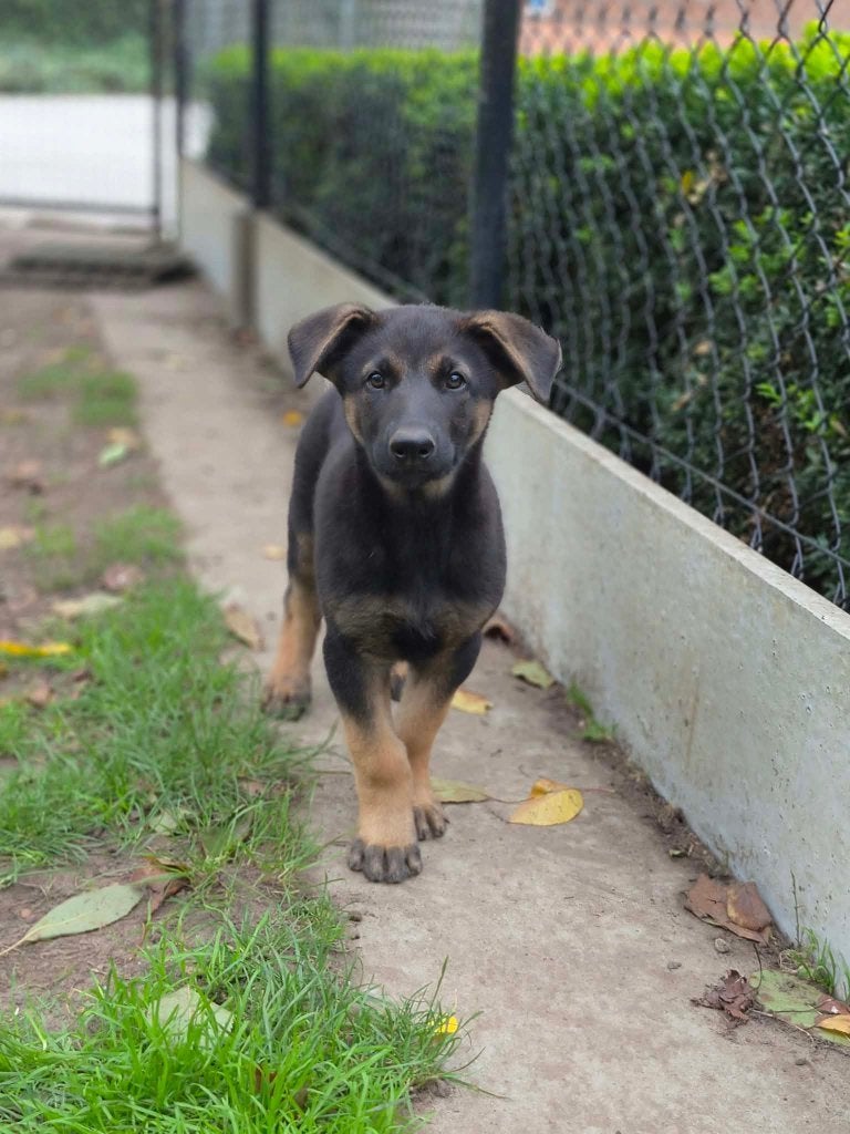 Prachtige Mechelaar pupjes, Dieren en Toebehoren, België, CDV (hondenziekte), 8 tot 15 weken, Meerdere