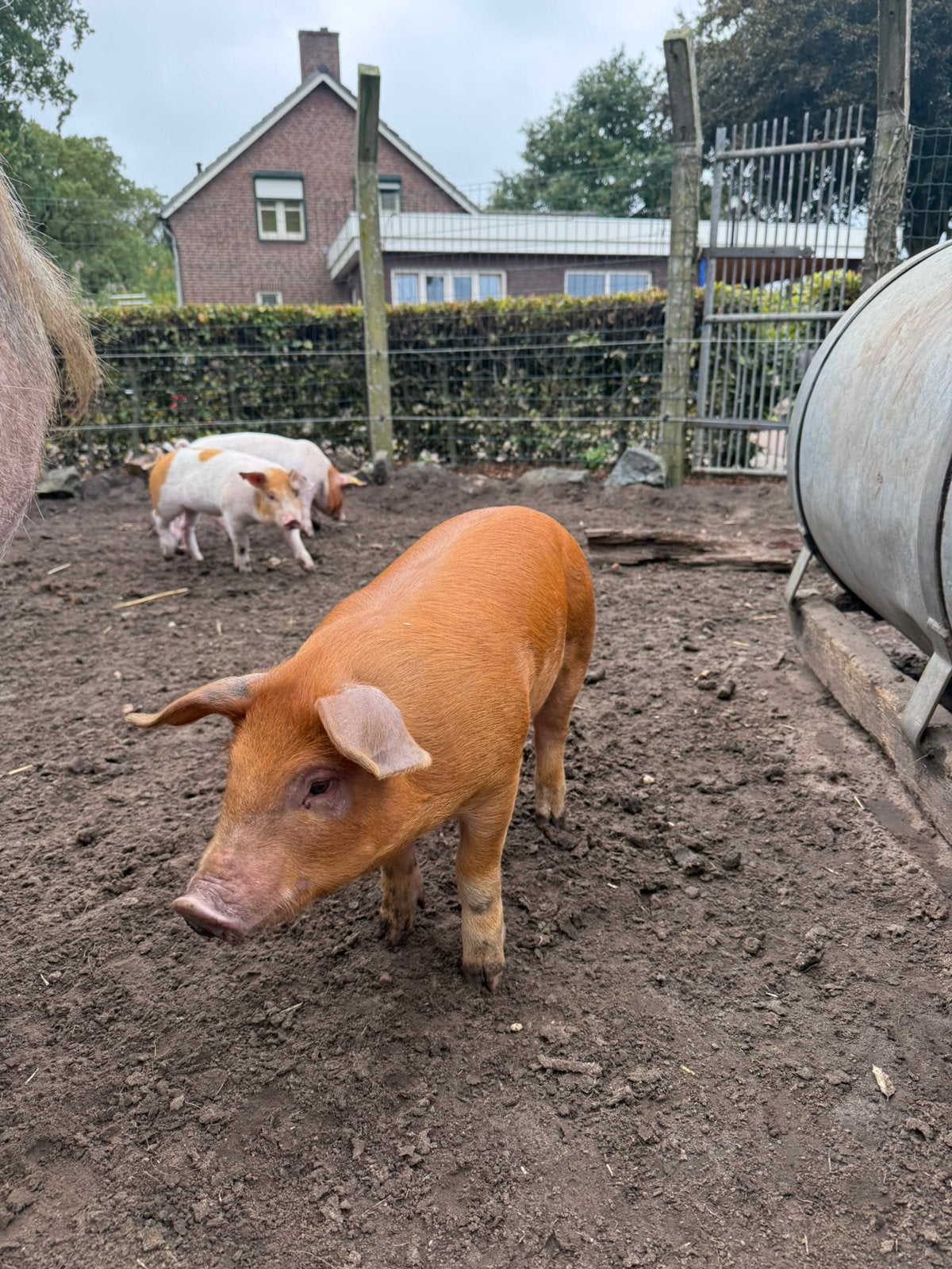 duroc biggen te koop, Dieren en Toebehoren, Meerdere dieren, Schaap