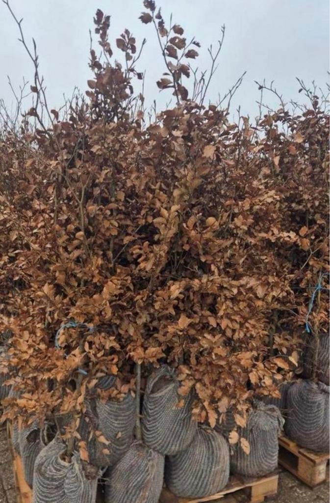 Pallets beukenhaag + Kluit ‼️AKTIE‼️, Tuin en Terras, Planten | Bomen, Ophalen of Verzenden, Halfschaduw, Leiboom, 100 tot 250 cm