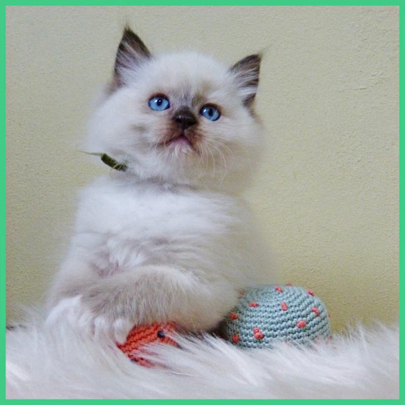 Ragdoll kitten, Dieren en Toebehoren, Kater, Met stamboom, 0 tot 2 jaar