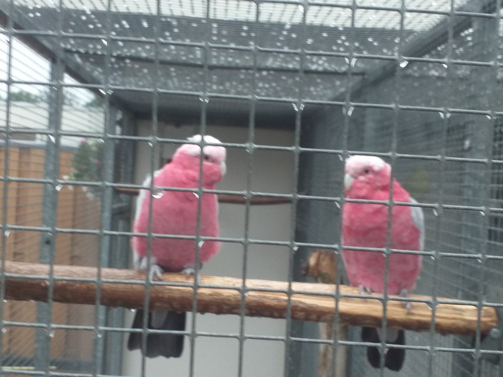 koppel Rose kaketoe bewezen dit jaar twee jongen op stok