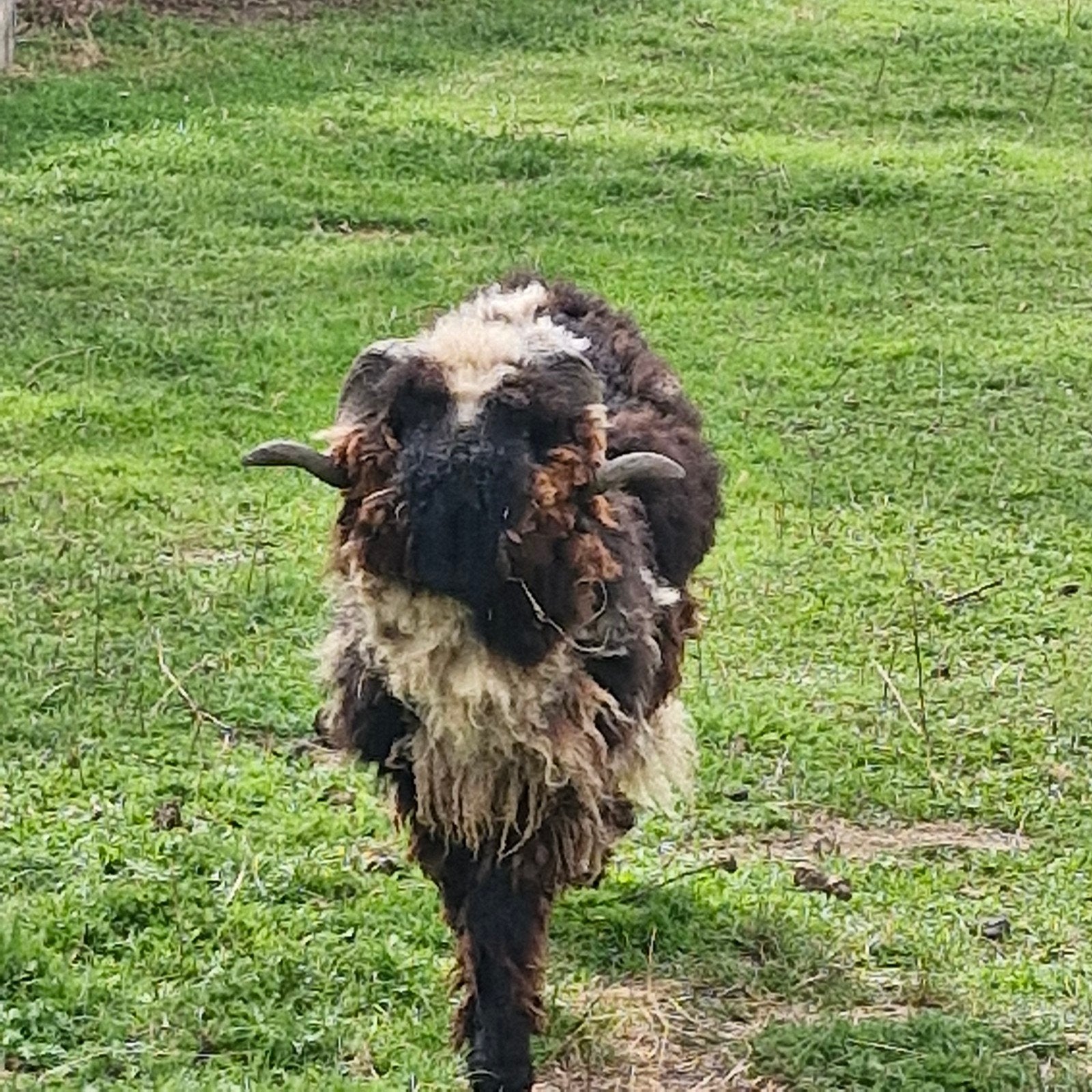 wallische swartsnase, Dieren en Toebehoren, Schapen, Geiten en Varkens, Meerdere dieren, Schaap