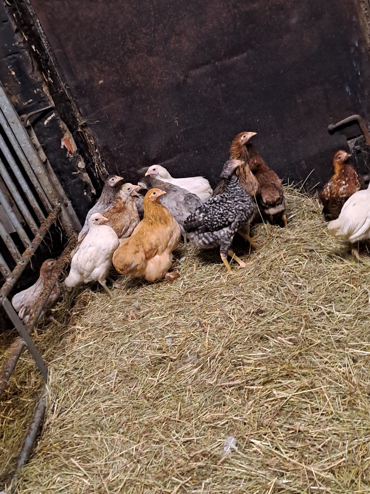 jonge aracana groenlegger hennen, Meerdere dieren, Kip