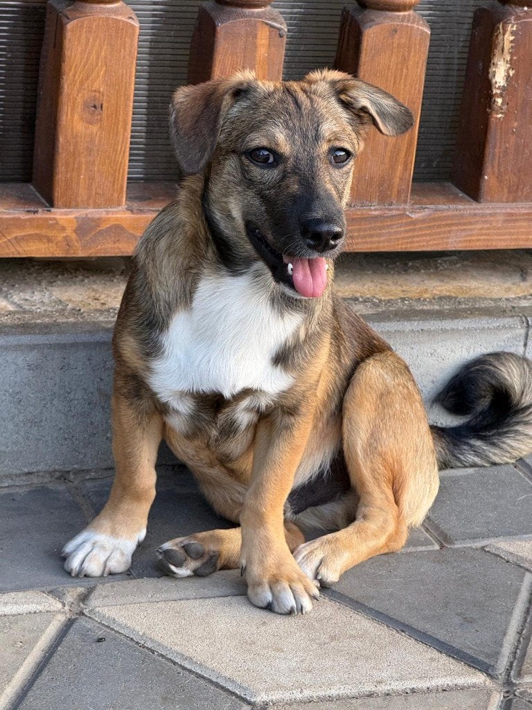 Onze Roemeense Buddy., Dieren en Toebehoren, 15 weken tot 1 jaar, Reu, Eén hond, Klein