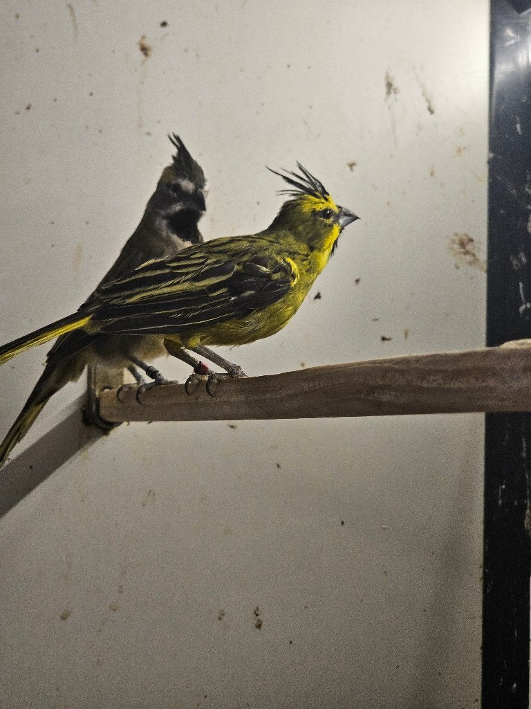 Groene Kardinaal | Koppel, Dieren en Toebehoren, Vogels | Overige Vogels, Meerdere dieren, Tropenvogel, Geringd