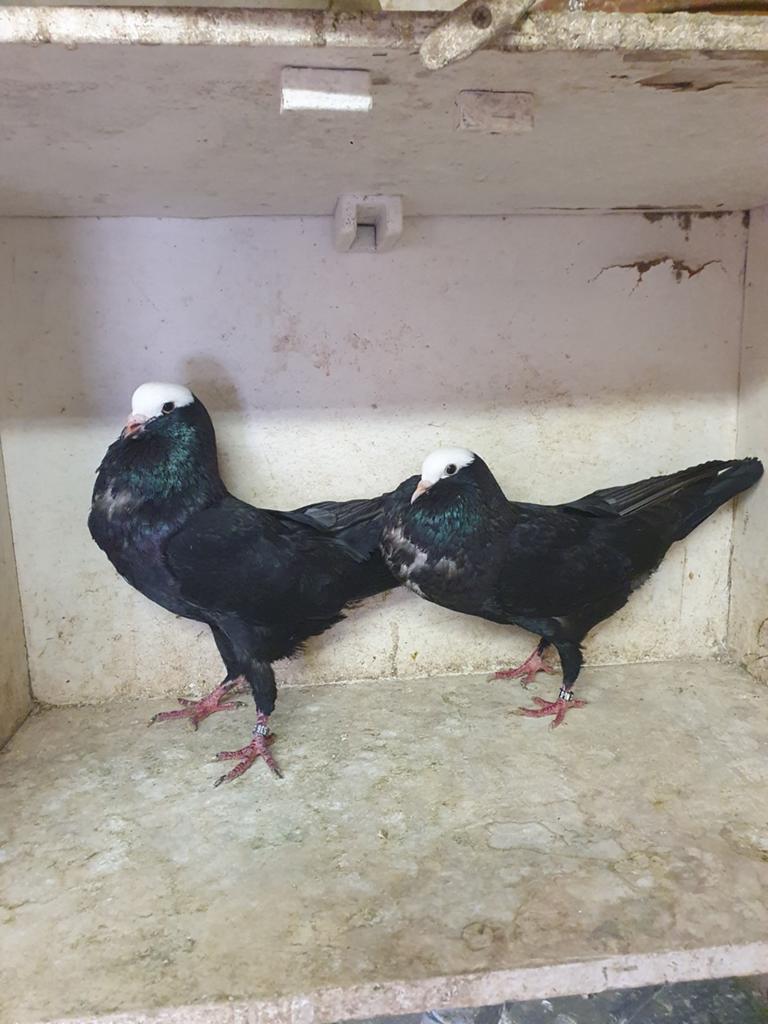 Silesische kroppers zwart witplaat zeldzaam in nl, Dieren en Toebehoren, Meerdere dieren