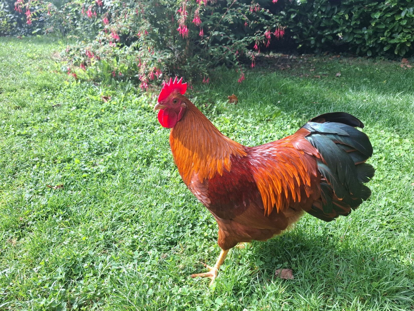 Haan - Hampshire kriel, Mannelijk, Kip