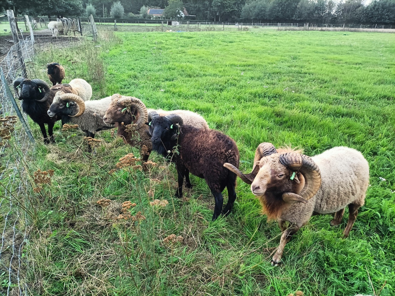 Ouessant rammen, Dieren en Toebehoren, Mannelijk, Schaap