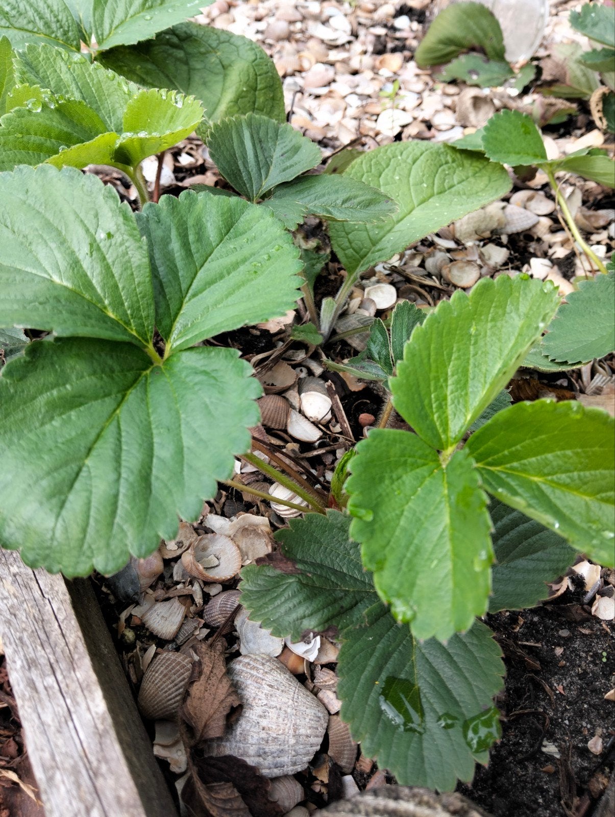 Verse aardbeiplanten - perfect voor uw tuin!, Volle zon, Vaste plant, Ophalen of Verzenden, Fruitplanten