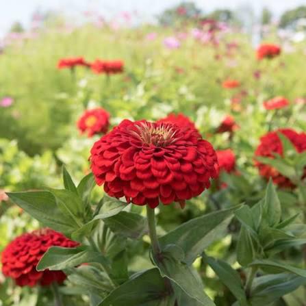 Zinnia plantjes - Benary’s Giant Scarlet - nog 1 potje, Tuin en Terras, Planten | Tuinplanten, Ophalen, Eenjarig, Groenteplanten