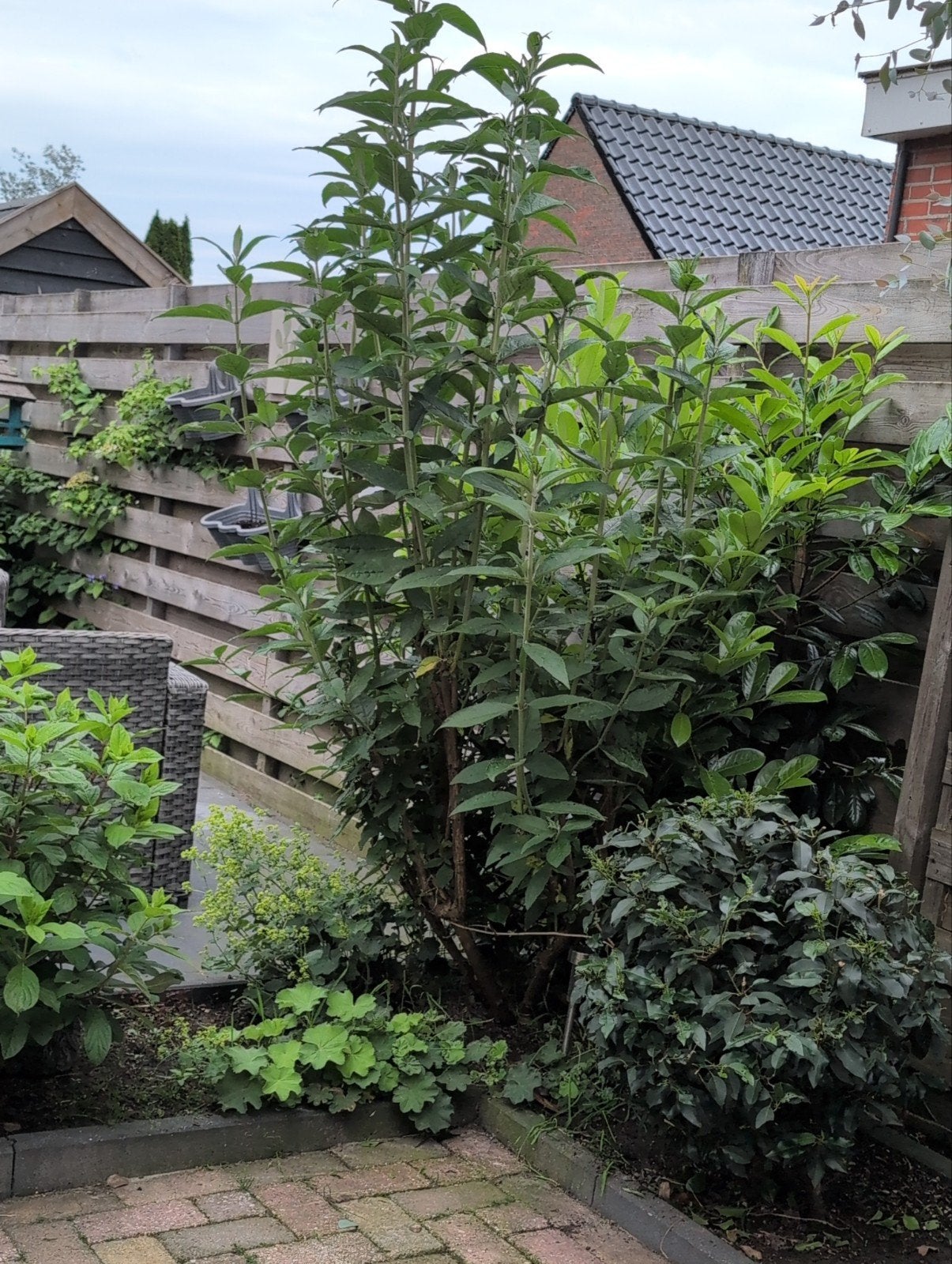 Grote Vlinderstruik (Buddleja) - Trekt vlinders aan!, Volle zon, Vaste plant, Zomer, Ophalen
