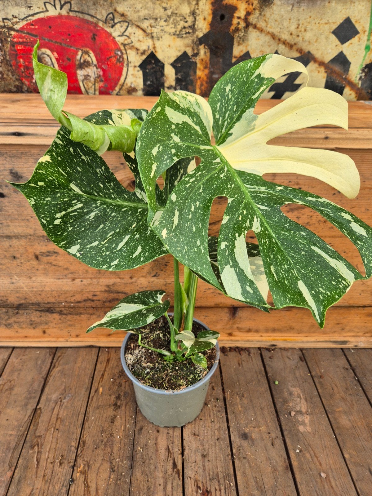 Monstera Thai Constellation p17 XXL (F)