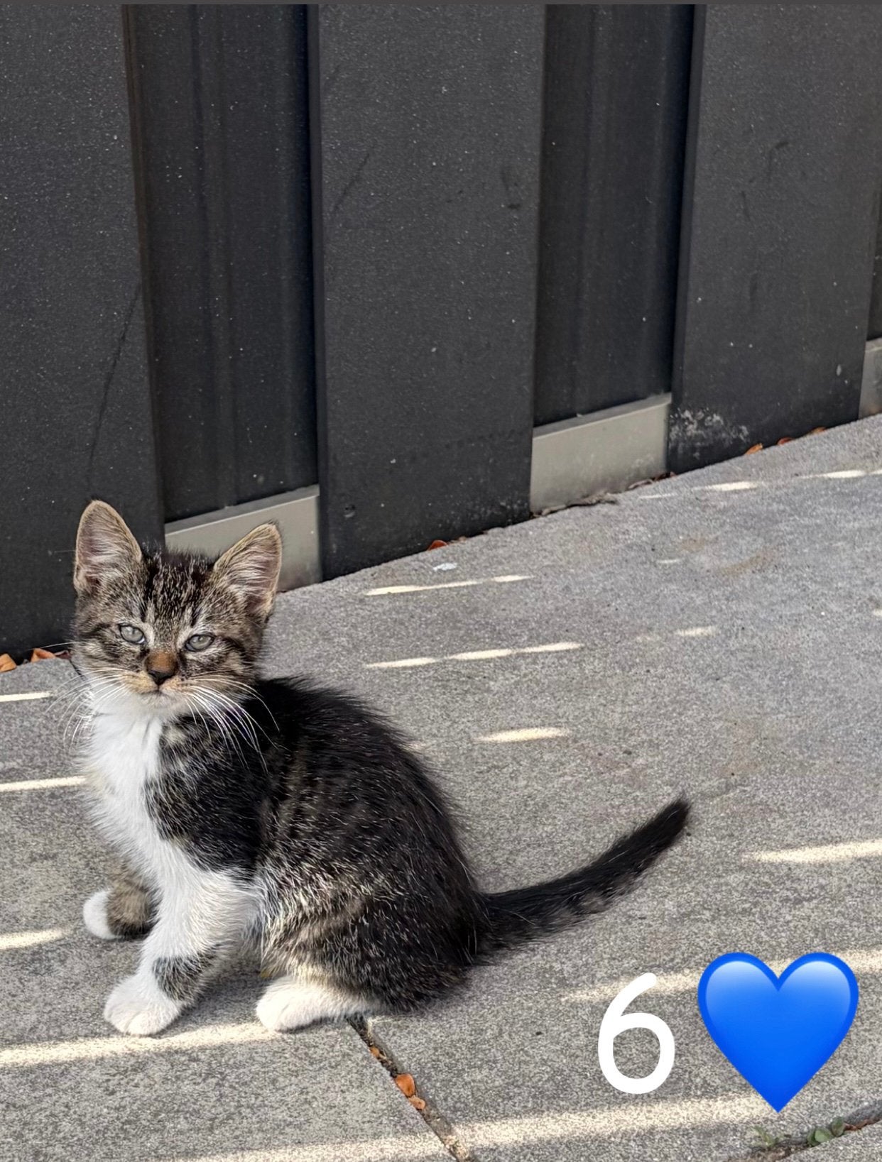 Nestje kittens, Meerdere dieren