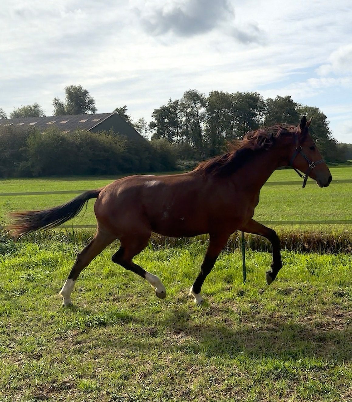 Prachtige grote O’Toto vd Wimphof 1.5 jr hengst KWPN, Met stamboom, Dressuurpaard, 0 tot 2 jaar, Hengst