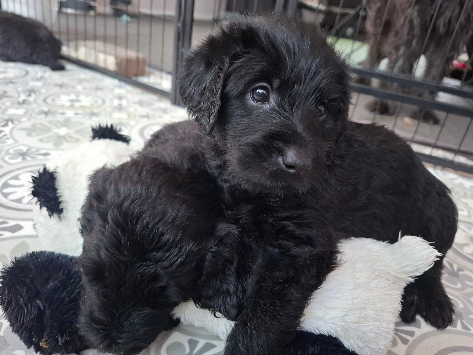 Multigen Labradoodle pups (5 weken oud), Dieren en Toebehoren, 8 tot 15 weken, Meerdere, Meerdere dieren, Middel