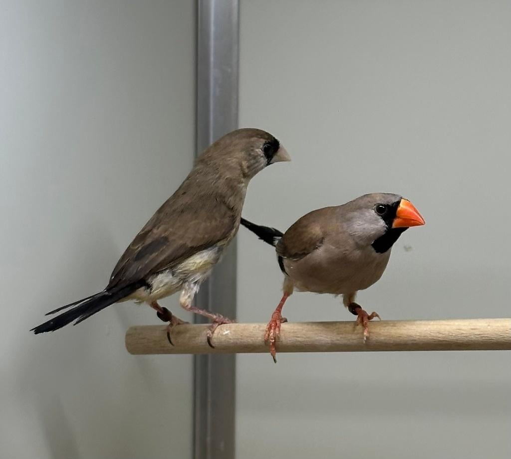 Maskeramadines kruisingen, Dieren en Toebehoren, Vogels | Overige Vogels, Meerdere dieren, Wildzangvogel