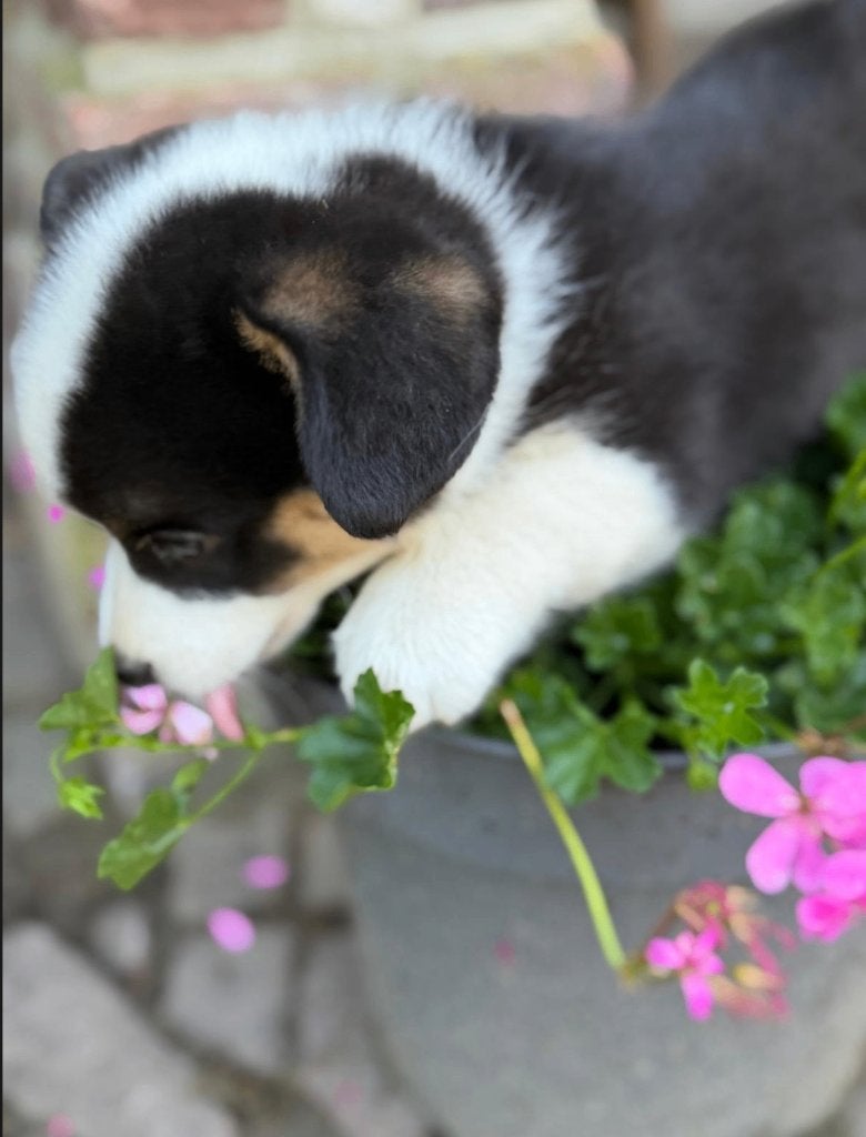 Van dierenarts prachtige corgi pups te koop, Dieren en Toebehoren, Honden | Herdershonden en Veedrijvers, 8 tot 15 weken, Meerdere