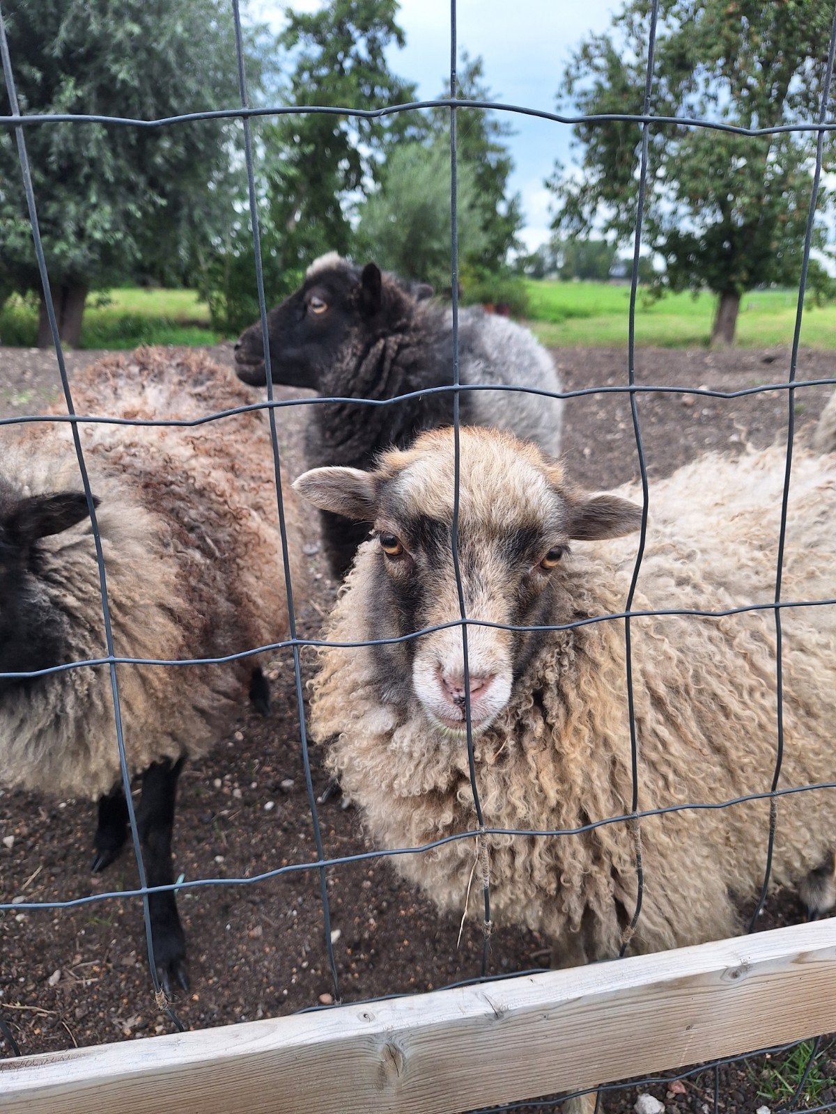 Ouessant ooien, Vrouwelijk, Schaap