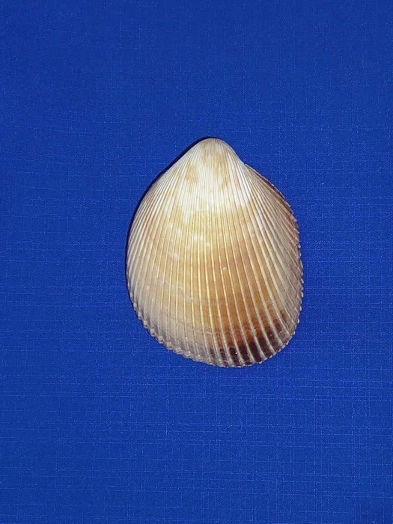Schelpen, Vasticardium elongatum elongatum, Verzamelen, Mineralen en Fossielen, Ophalen of Verzenden, Schelp(en)