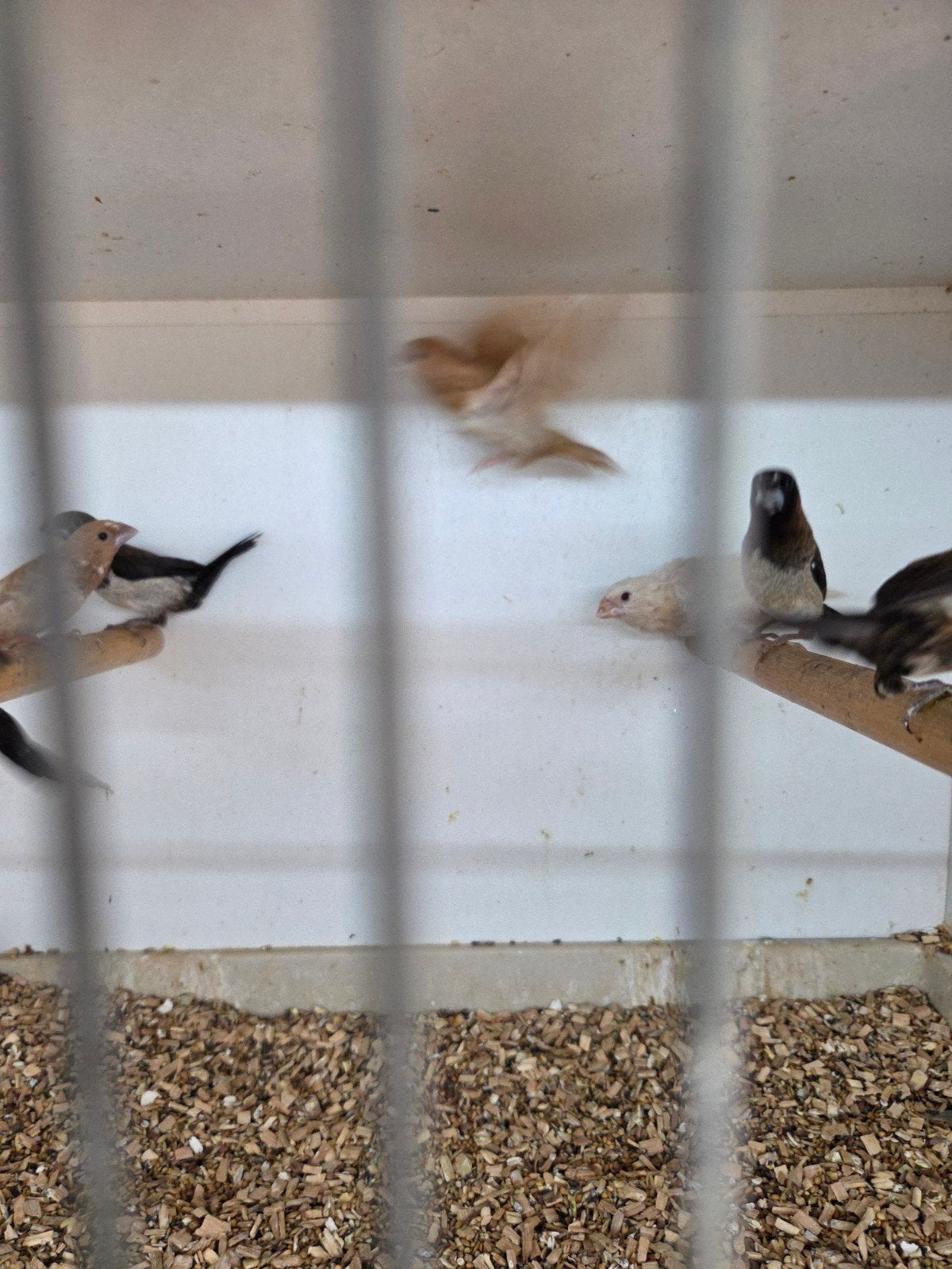 japanse meeuwen, Dieren en Toebehoren, Meerdere dieren