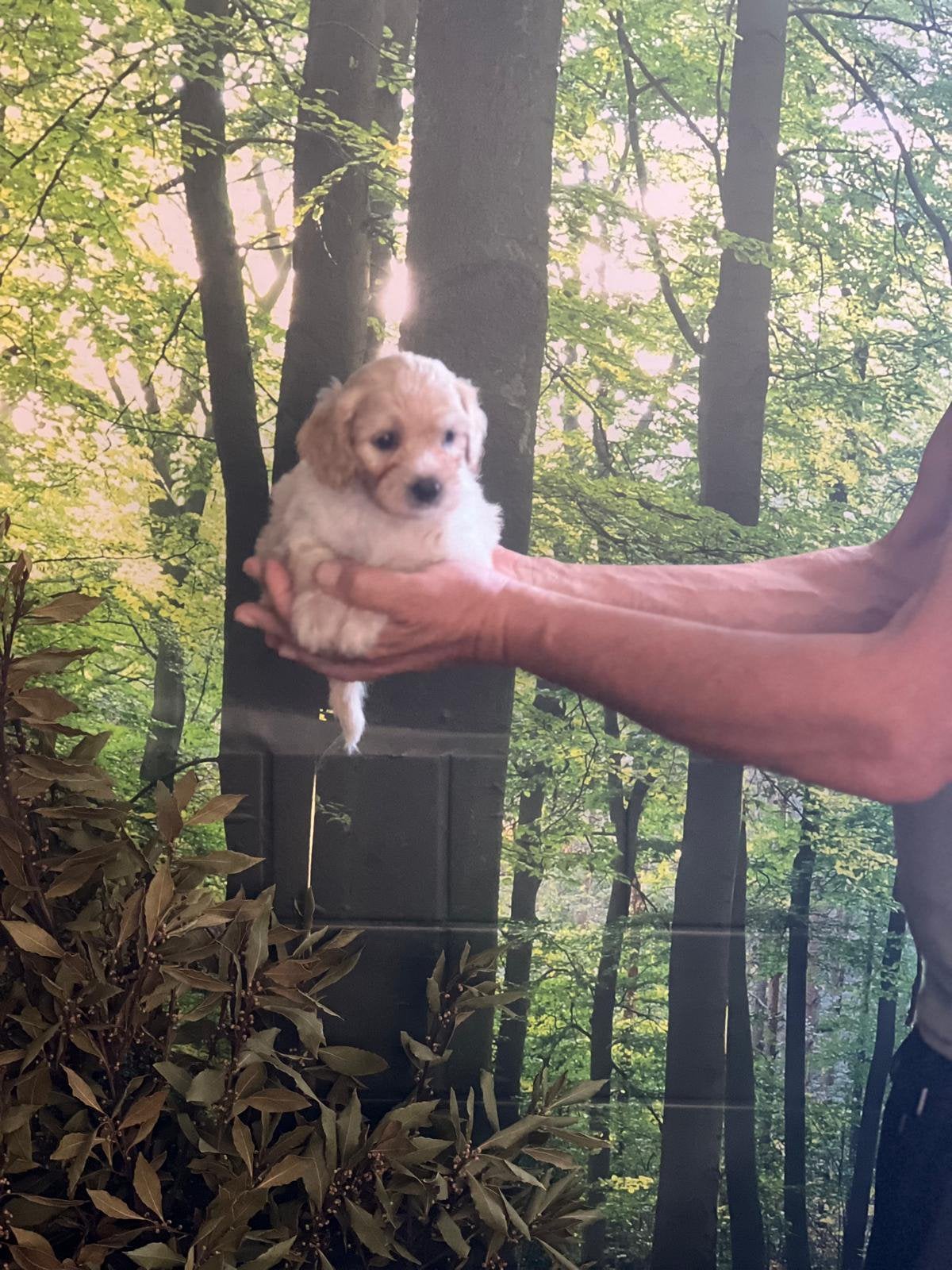 Maltipoo puppy’s abrikoos kleur, Parvo, Overige rassen, 8 tot 15 weken, Meerdere