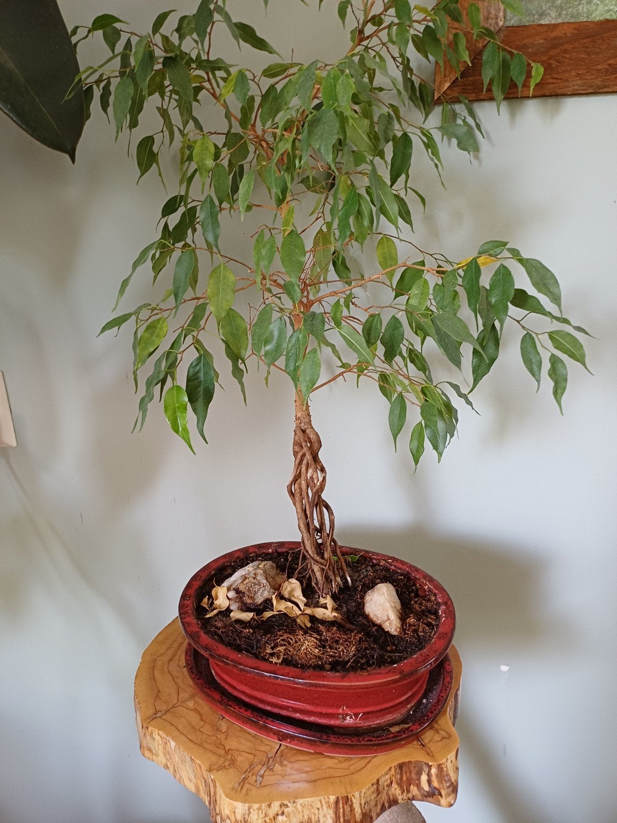 Ficus Benjamina Bonsai - Elegante Kamerplant, Ophalen, Ficus, 100 tot 150 cm, Halfschaduw