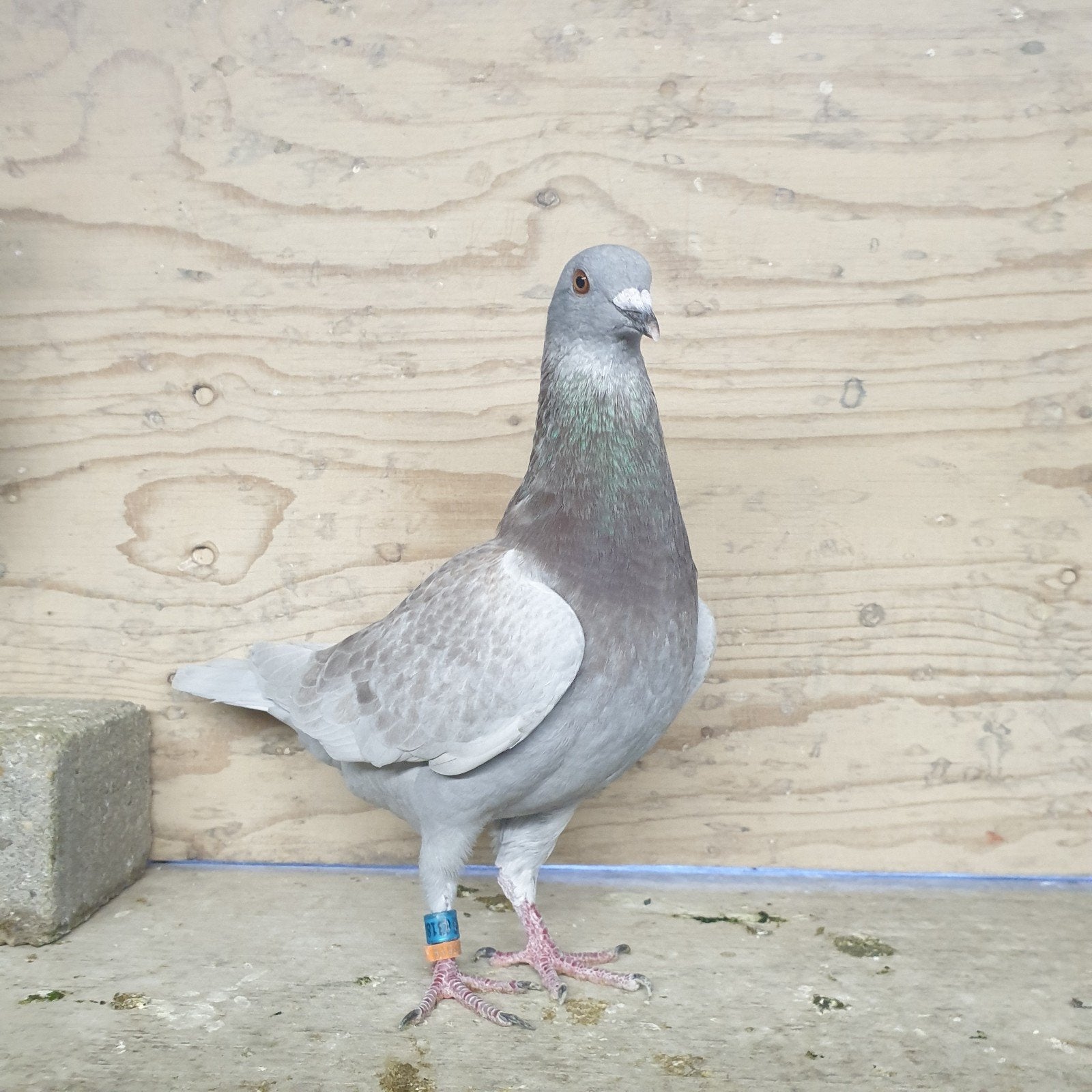 POSTDUIVEN SUPER MOOIE ROOD KRAS DOFFER DIRK VD BULK, Meerdere dieren, Postduif