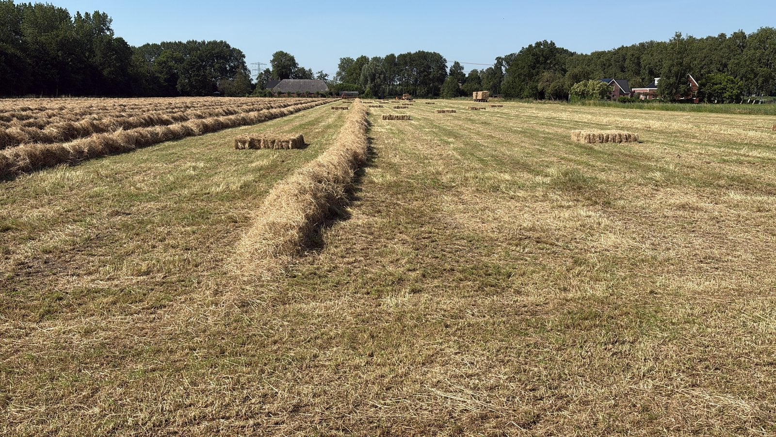 Mooi gewonnnen paardenhooi., Ophalen, Vee