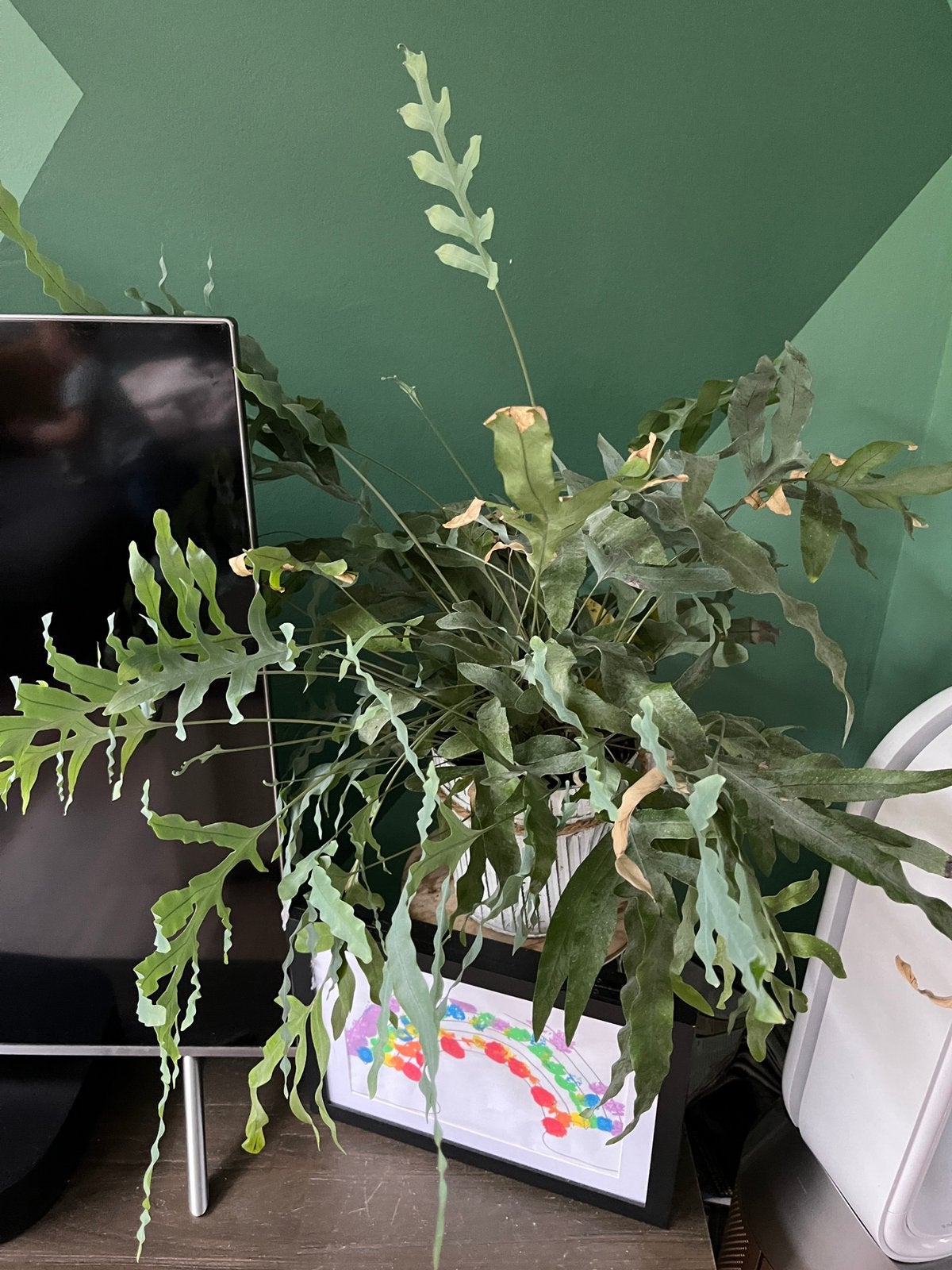 Plant - gratis op te halen, Ophalen, Halfschaduw, Minder dan 100 cm