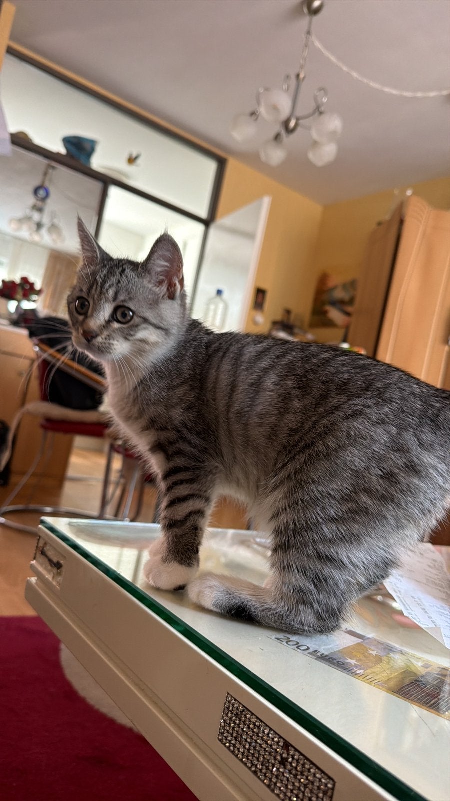 Blue tabby Britse Korthaar kruising €250 🐾, Dieren en Toebehoren, Poes, Kortharig, 0 tot 2 jaar