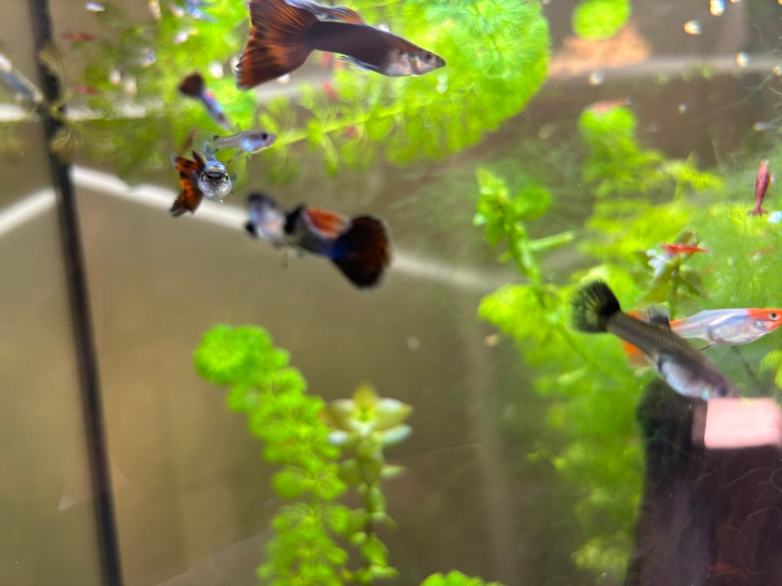 Guppy’s te koop voor 1,5€ per stuk, Vis